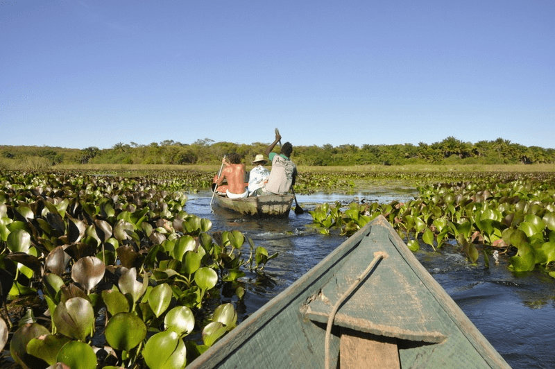 Pantanal